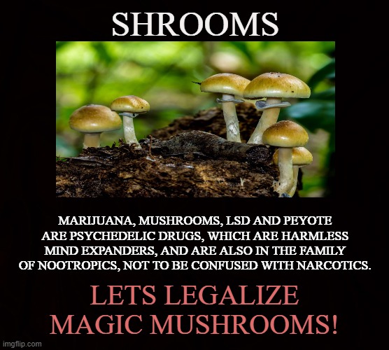 Psilocybe Cubensis | SHROOMS; MARIJUANA, MUSHROOMS, LSD AND PEYOTE ARE PSYCHEDELIC DRUGS, WHICH ARE HARMLESS MIND EXPANDERS, AND ARE ALSO IN THE FAMILY OF NOOTROPICS, NOT TO BE CONFUSED WITH NARCOTICS. LETS LEGALIZE MAGIC MUSHROOMS! | image tagged in mushroom,psychedelic,marijuana,lsd,peyote,shrooms | made w/ Imgflip meme maker