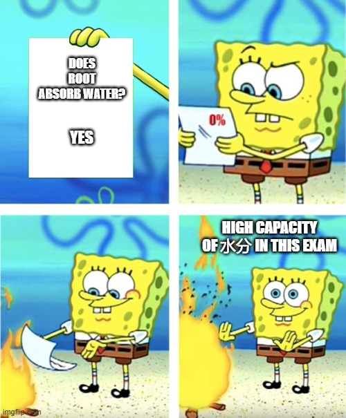 Spongebob Burning Paper | DOES ROOT ABSORB WATER? 0%; YES; HIGH CAPACITY OF 水分 IN THIS EXAM | image tagged in spongebob burning paper | made w/ Imgflip meme maker