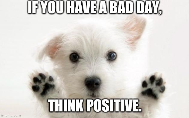 Think Positive | IF YOU HAVE A BAD DAY, THINK POSITIVE. | image tagged in cute dog,doggo | made w/ Imgflip meme maker