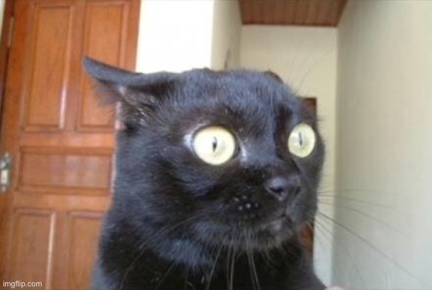 Cannot Be Unseen Cat | image tagged in cannot be unseen cat | made w/ Imgflip meme maker