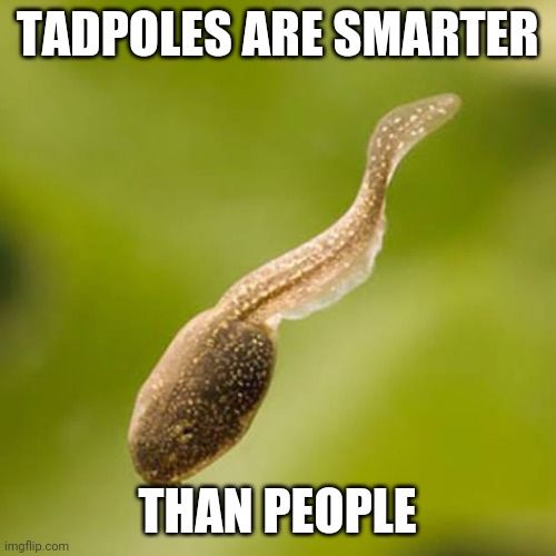 Tadpoles are smarter than people | TADPOLES ARE SMARTER; THAN PEOPLE | image tagged in tadpoles,smarter,people | made w/ Imgflip meme maker