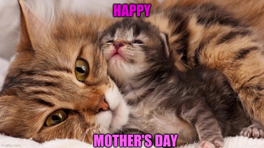 AWW | HAPPY; MOTHER'S DAY | image tagged in cats,kittens,mothers day | made w/ Imgflip meme maker
