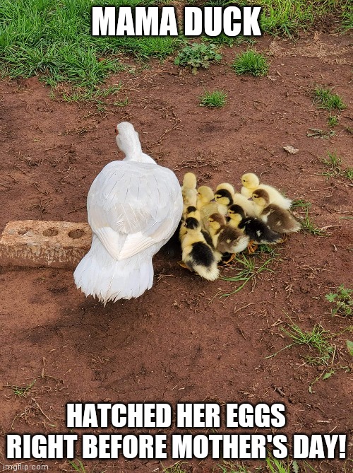 MUSCOVY DUCKS MAKE THE BEST PETS | MAMA DUCK; HATCHED HER EGGS RIGHT BEFORE MOTHER'S DAY! | image tagged in ducks,duck,duckling,mothers day | made w/ Imgflip meme maker