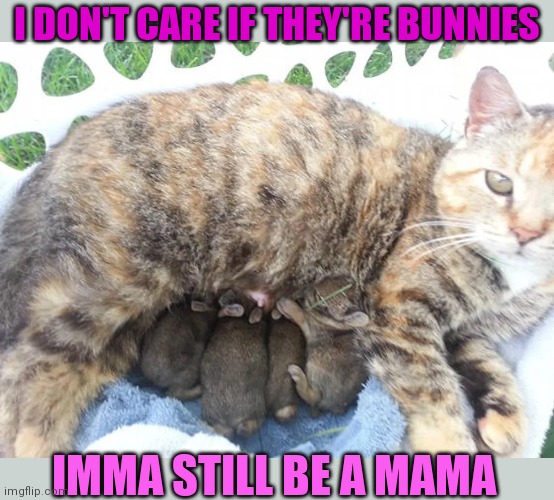 HAPPY MOTHER'S DAY | I DON'T CARE IF THEY'RE BUNNIES; IMMA STILL BE A MAMA | image tagged in cats,bunnies,mothers day | made w/ Imgflip meme maker