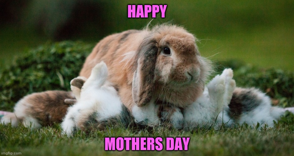 MAMA BUNNY | HAPPY; MOTHERS DAY | image tagged in bunnies,rabbits,bunny,mothers day | made w/ Imgflip meme maker