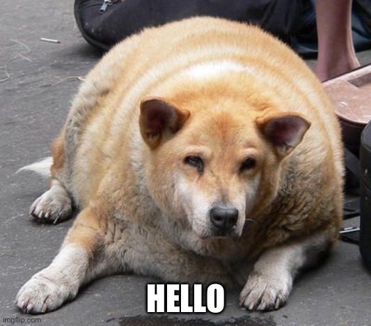 Fat dog says hello | HELLO | image tagged in fat dog | made w/ Imgflip meme maker