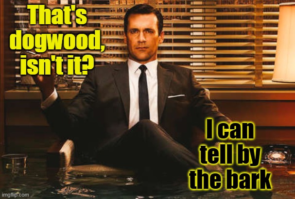 The Most Interesting Don Draper | That's dogwood, isn't it? I can tell by the bark | image tagged in the most interesting don draper | made w/ Imgflip meme maker