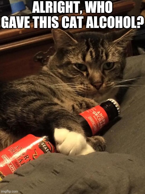 Alcoholic Cat Imgflip 2774