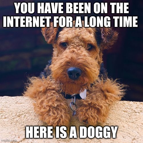 dog | YOU HAVE BEEN ON THE INTERNET FOR A LONG TIME; HERE IS A DOGGY | image tagged in dog | made w/ Imgflip meme maker