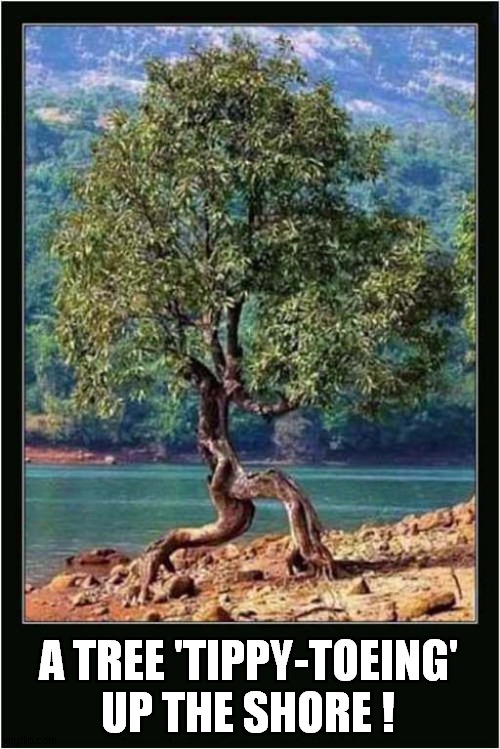 To Brighten Your Day ! | A TREE 'TIPPY-TOEING' UP THE SHORE ! | image tagged in fun,tree,tiptoe | made w/ Imgflip meme maker