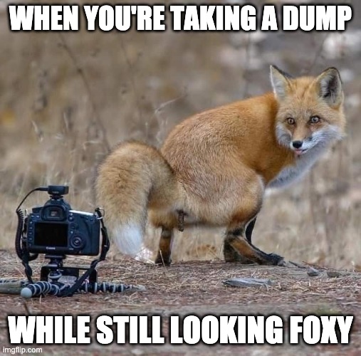 foxy dump | WHEN YOU'RE TAKING A DUMP; WHILE STILL LOOKING FOXY | image tagged in funny animals,fox,shit | made w/ Imgflip meme maker