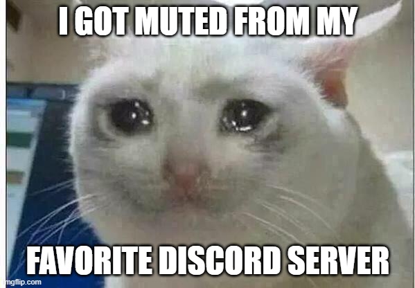 Got banned. :( | I GOT MUTED FROM MY; FAVORITE DISCORD SERVER | image tagged in crying cat,discord,ban | made w/ Imgflip meme maker