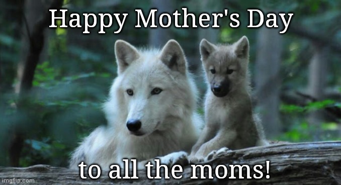 To the moms | Happy Mother's Day; to all the moms! | image tagged in mama wolf and baby,happy mother's day | made w/ Imgflip meme maker