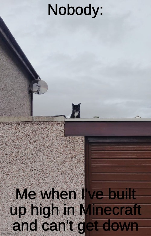 What am I supposed to do? | Nobody:; Me when I've built up high in Minecraft and can't get down | image tagged in cat,original meme | made w/ Imgflip meme maker