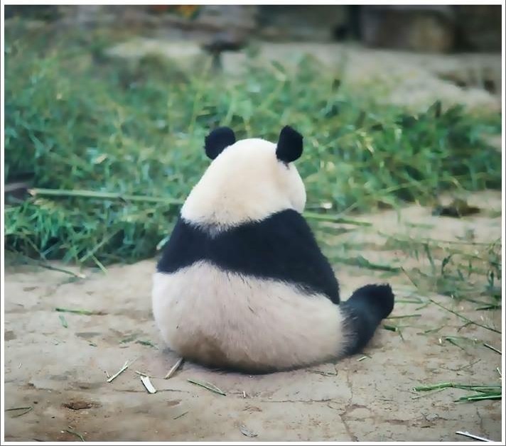 High Quality Sad panda Blank Meme Template