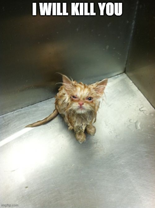 Kill You Cat Meme | I WILL KILL YOU | image tagged in memes,kill you cat | made w/ Imgflip meme maker