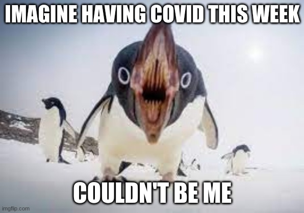 You have angered pingu | IMAGINE HAVING COVID THIS WEEK; COULDN'T BE ME | image tagged in you have angered pingu | made w/ Imgflip meme maker