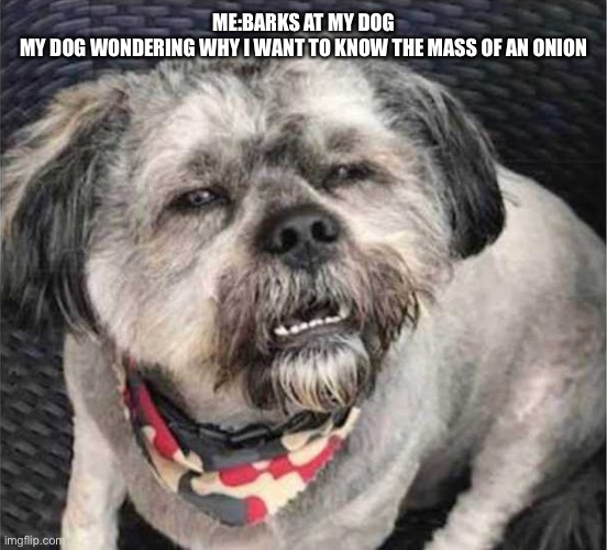 OnIoN |  ME:BARKS AT MY DOG
MY DOG WONDERING WHY I WANT TO KNOW THE MASS OF AN ONION | image tagged in confused dog | made w/ Imgflip meme maker