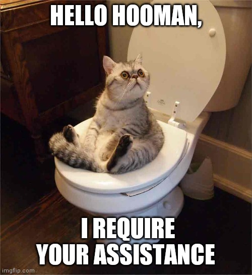 I require assistance | HELLO HOOMAN, I REQUIRE YOUR ASSISTANCE | image tagged in cat on toilet | made w/ Imgflip meme maker