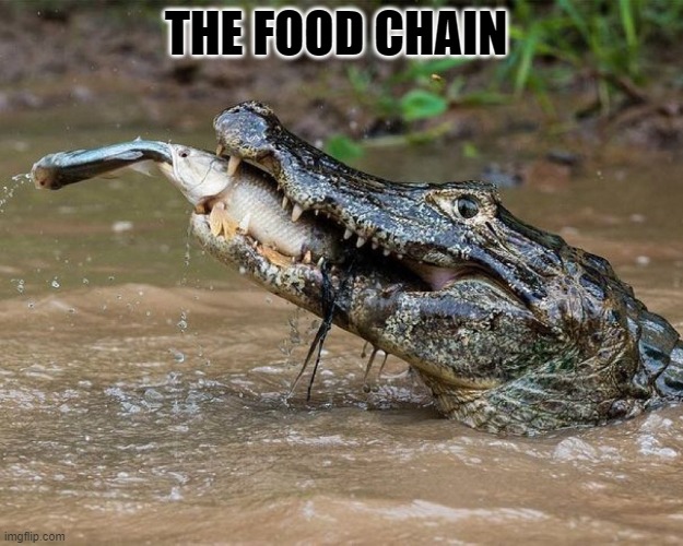 THE FOOD CHAIN | made w/ Imgflip meme maker