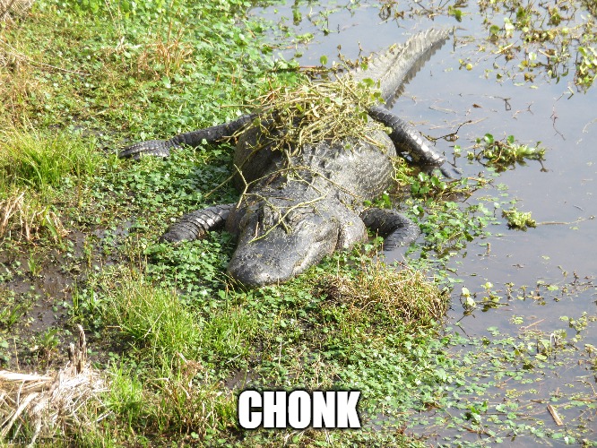 chonk | CHONK | image tagged in chonk,alligator,gators,fat | made w/ Imgflip meme maker