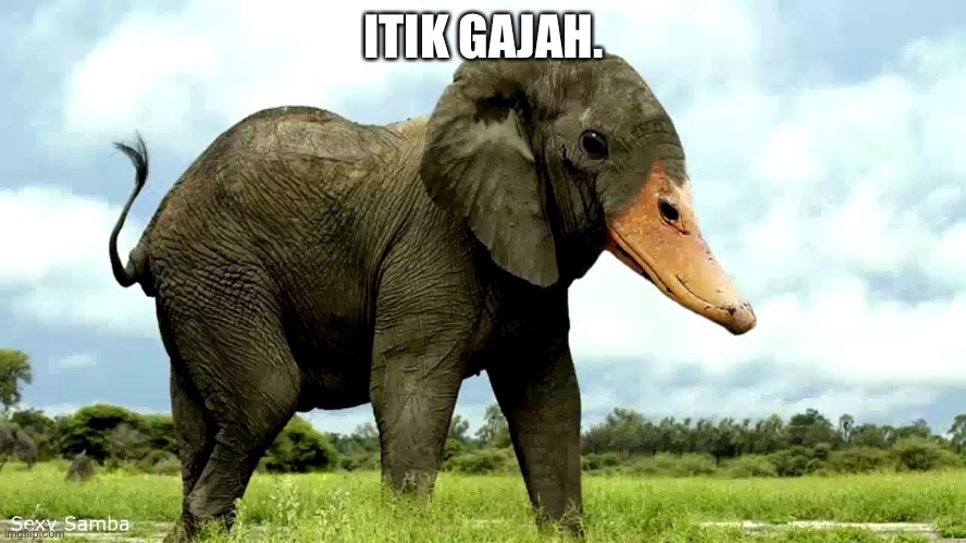 jika Paula bercakap bahasa yang berbeza maka saya juga!- | ITIK GAJAH. | made w/ Imgflip meme maker
