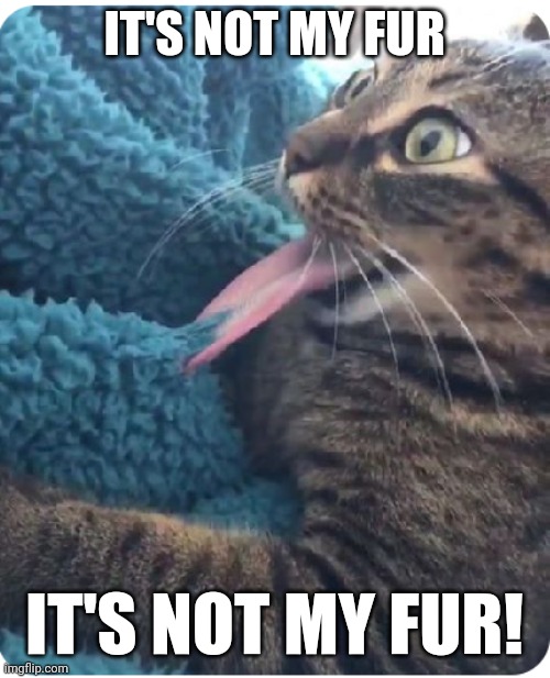 POOR KITTY | IT'S NOT MY FUR; IT'S NOT MY FUR! | image tagged in cats,funny cats,fail | made w/ Imgflip meme maker