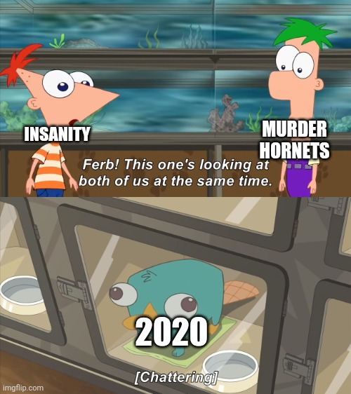 This one’s looking at both of us at the same time. | MURDER HORNETS; INSANITY; 2020 | image tagged in this one s looking at both of us at the same time | made w/ Imgflip meme maker