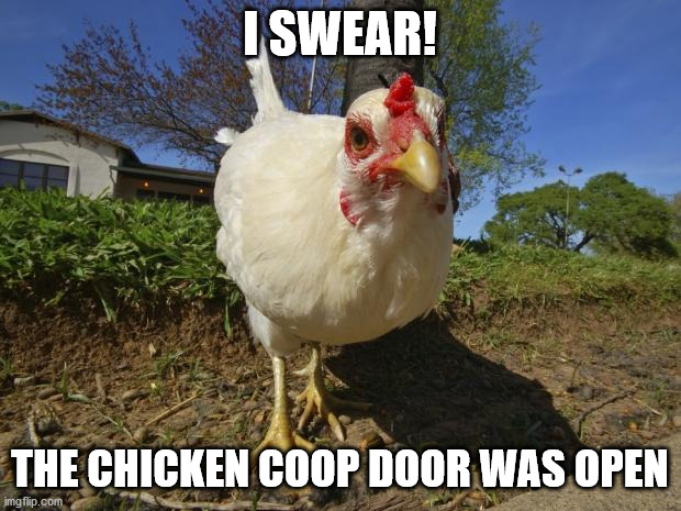 You have just got to see the website https://thebackyardchickens.com/ | I SWEAR! THE CHICKEN COOP DOOR WAS OPEN | image tagged in chickens | made w/ Imgflip meme maker