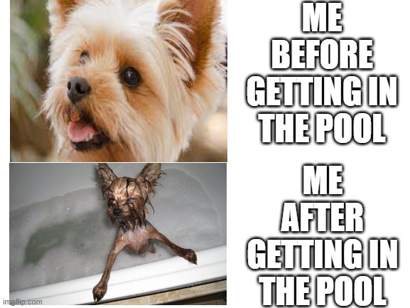 How I look like in the pool | ME BEFORE GETTING IN THE POOL; ME AFTER GETTING IN THE POOL | image tagged in dog | made w/ Imgflip meme maker