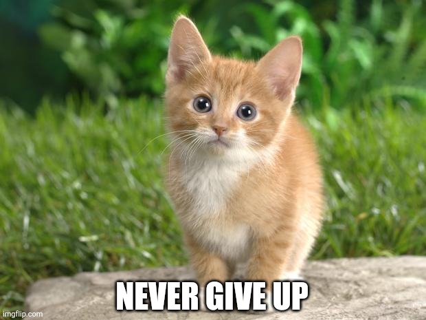 Never Give Up | NEVER GIVE UP | image tagged in cute cats | made w/ Imgflip meme maker