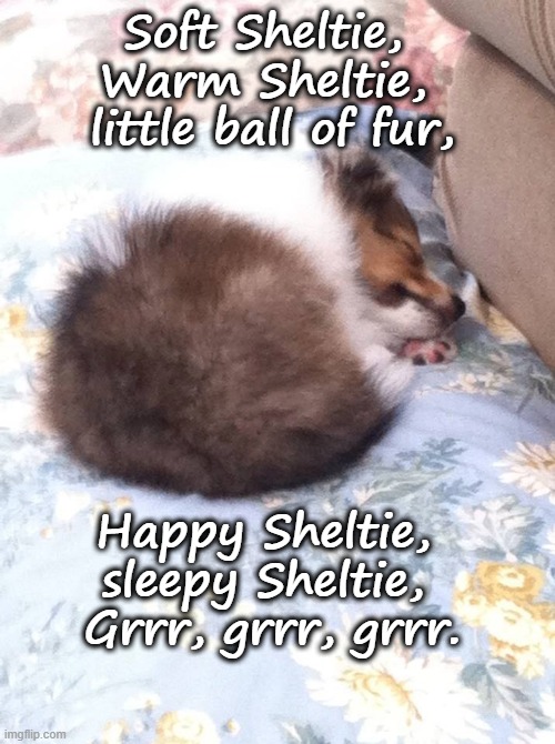 Soft Sheltie Warm Sheltie | Soft Sheltie, 
Warm Sheltie, 
little ball of fur, Happy Sheltie, 
sleepy Sheltie, 
Grrr, grrr, grrr. | image tagged in sheltie,soft kitty,ball of fur,shetland sheepdog | made w/ Imgflip meme maker