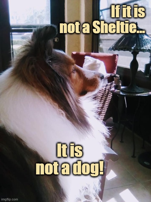 If it is not A Sheltie, It is not a Dog | If it is not a Sheltie... It is not a dog! | image tagged in shetland sheepdog,sheltie,dog | made w/ Imgflip meme maker