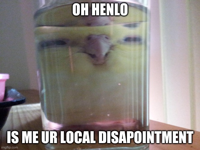 HENLO birb | OH HENLO; IS ME UR LOCAL DISAPOINTMENT | image tagged in henlo birb | made w/ Imgflip meme maker