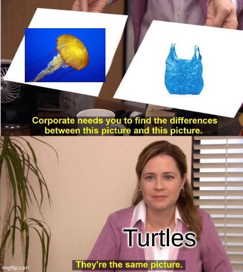 turtles in a nutshell | Turtles | image tagged in memes,they're the same picture | made w/ Imgflip meme maker