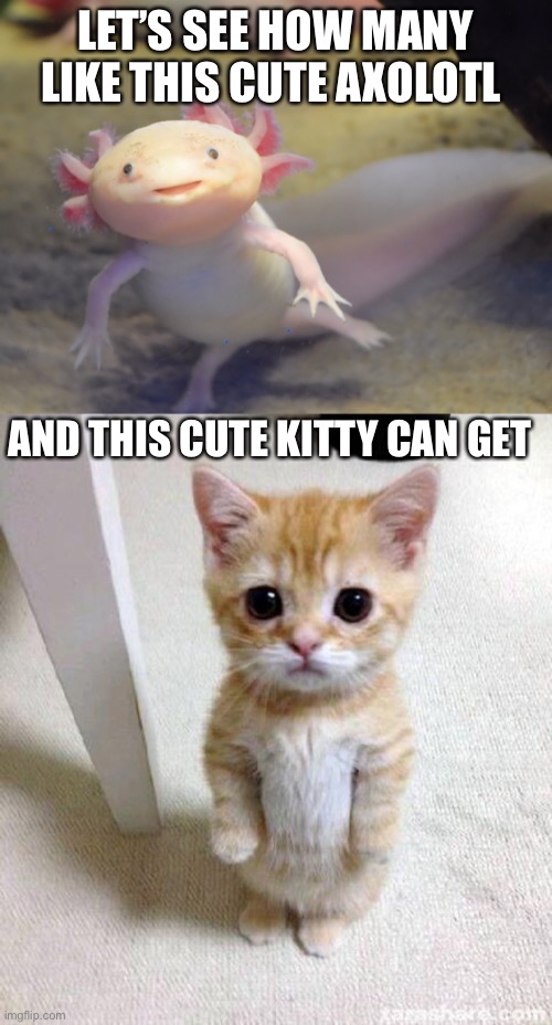 LET’S SEE HOW MANY LIKE THIS CUTE AXOLOTL; AND THIS CUTE KITTY CAN GET | image tagged in memes,cute cat | made w/ Imgflip meme maker