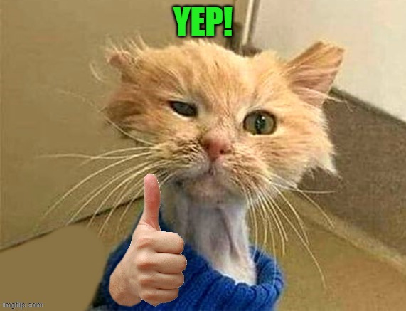thumb cat | YEP! | image tagged in thumb cat | made w/ Imgflip meme maker