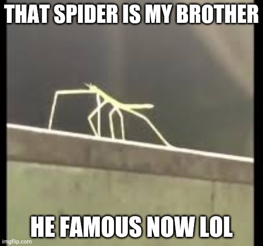 Stickbug | THAT SPIDER IS MY BROTHER HE FAMOUS NOW LOL | image tagged in stickbug | made w/ Imgflip meme maker