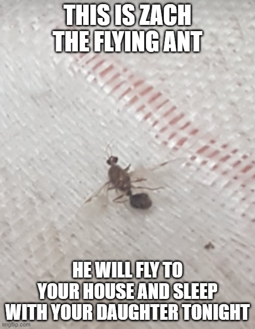 zach the flying ant |  THIS IS ZACH THE FLYING ANT; HE WILL FLY TO YOUR HOUSE AND SLEEP WITH YOUR DAUGHTER TONIGHT | image tagged in rip ant | made w/ Imgflip meme maker