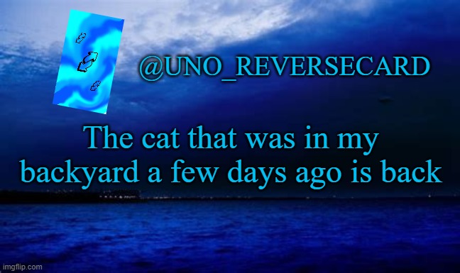 Uno_Reversecard Blue announcement template | The cat that was in my backyard a few days ago is back | image tagged in uno_reversecard blue announcement template | made w/ Imgflip meme maker