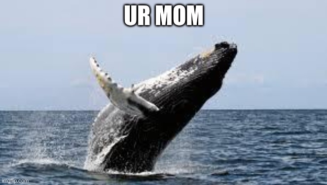 UR MOM | UR MOM | image tagged in whale | made w/ Imgflip meme maker