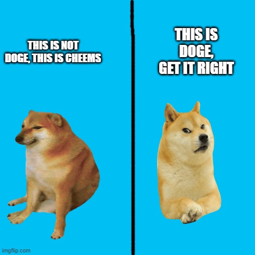 This is for those people who confuse cheems with doge | THIS IS DOGE, GET IT RIGHT; THIS IS NOT DOGE, THIS IS CHEEMS | image tagged in doge,cheems,memes,get it,correct | made w/ Imgflip meme maker