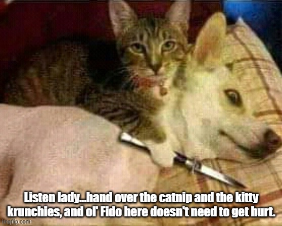 Cat Holds Dog Hostage |  Listen lady...hand over the catnip and the kitty krunchies, and ol' Fido here doesn't need to get hurt. | image tagged in cat holds dog hostage | made w/ Imgflip meme maker