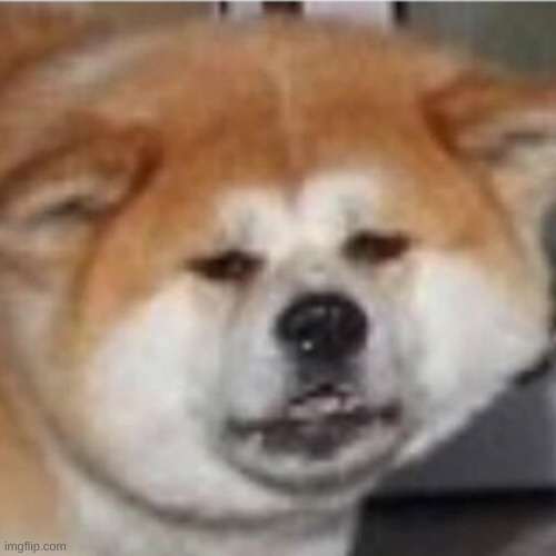 WTF DOGE | image tagged in wtf doge | made w/ Imgflip meme maker