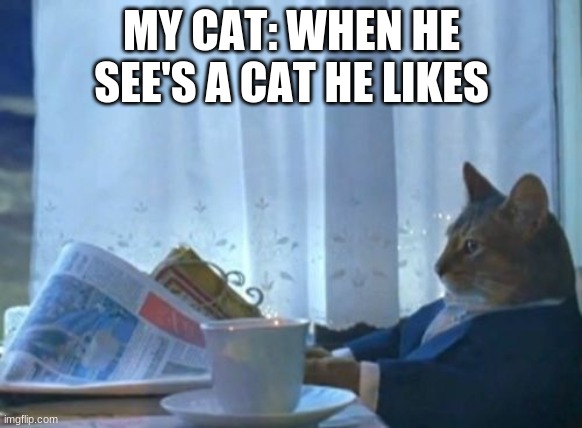 I Should Buy A Boat Cat Meme | MY CAT: WHEN HE SEE'S A CAT HE LIKES | image tagged in memes,i should buy a boat cat | made w/ Imgflip meme maker