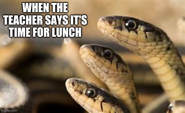 school be like | WHEN THE TEACHER SAYS IT'S TIME FOR LUNCH | image tagged in snake | made w/ Imgflip meme maker