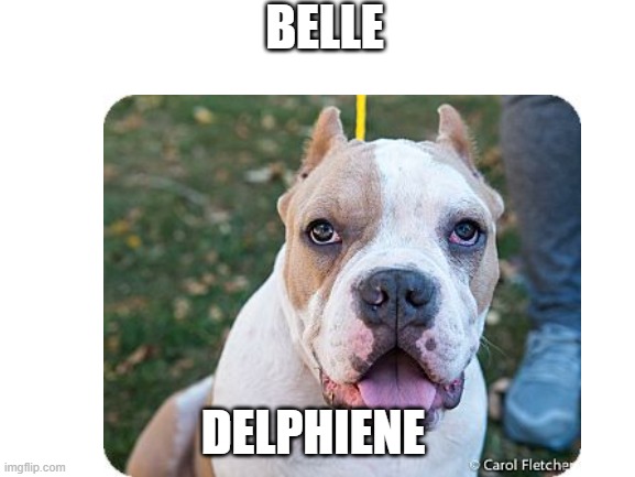 BELLE; DELPHIENE | image tagged in true story | made w/ Imgflip meme maker