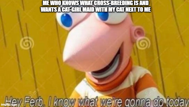 Hey Ferb | ME WHO KNOWS WHAT CROSS-BREEDING IS AND WANTS A CAT-GIRL MAID WITH MY CAT NEXT TO ME | image tagged in hey ferb | made w/ Imgflip meme maker