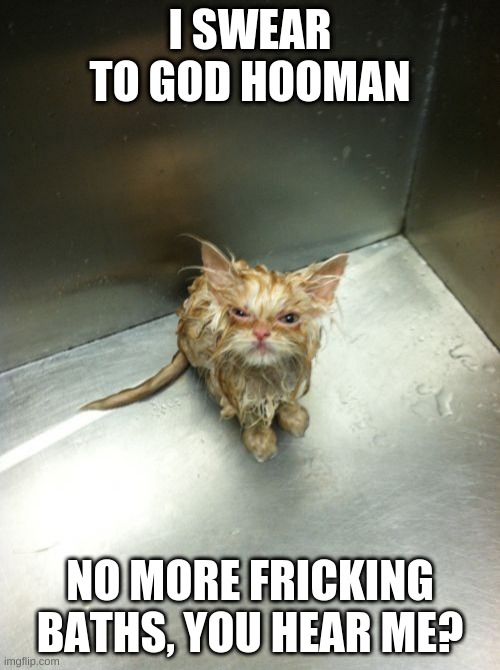 Don't you dare hooman |  I SWEAR TO GOD HOOMAN; NO MORE FRICKING BATHS, YOU HEAR ME? | image tagged in memes,kill you cat,oof,baths | made w/ Imgflip meme maker