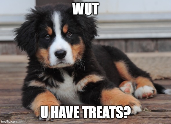 Dogs be like | WUT; U HAVE TREATS? | image tagged in dog wut | made w/ Imgflip meme maker